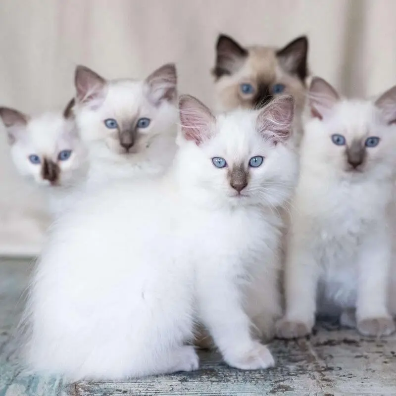 Een nestje kittens gefokt door Ragdoll Cattery Amélie Zonnekind te deventer