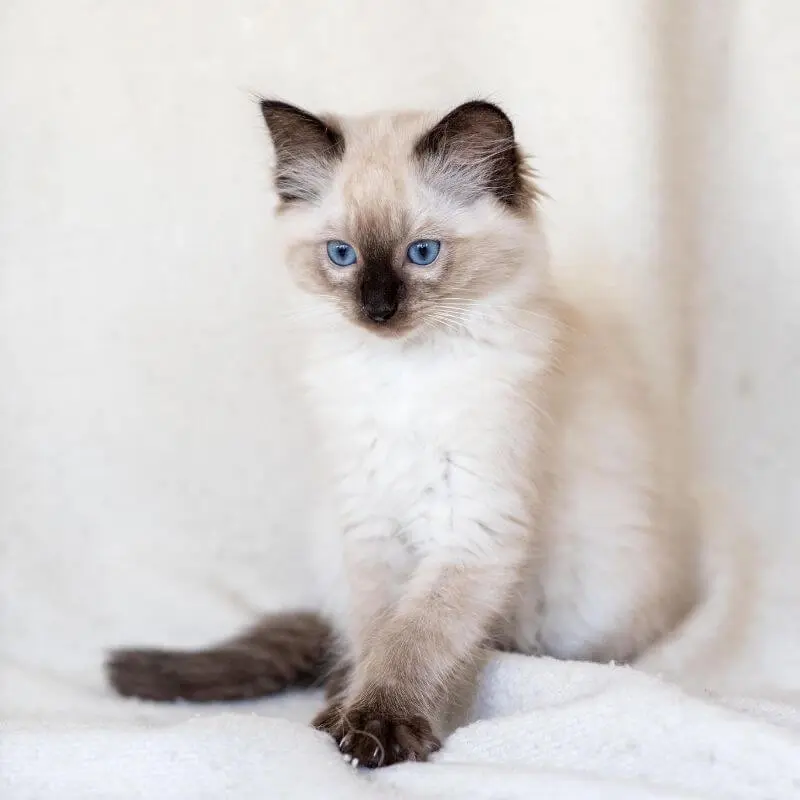 Kitten zitten